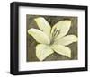 Neutral Lily II-Tim OToole-Framed Art Print