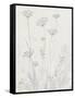 Neutral Queen Anne's Lace II-null-Framed Stretched Canvas