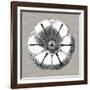 Neutral Rosette Detail I-Vision Studio-Framed Art Print