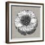 Neutral Rosette Detail III-Vision Studio-Framed Art Print