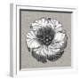 Neutral Rosette Detail III-Vision Studio-Framed Art Print