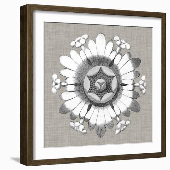 Neutral Rosette Detail V-Vision Studio-Framed Art Print