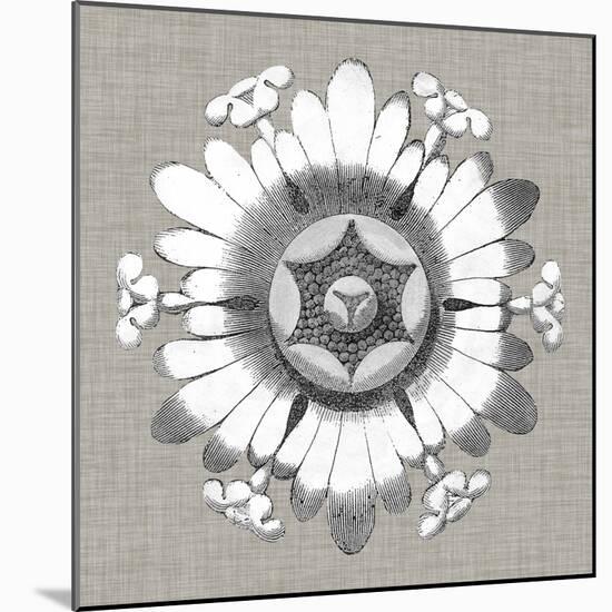 Neutral Rosette Detail V-Vision Studio-Mounted Art Print