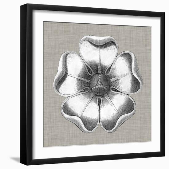 Neutral Rosette Detail VI-Vision Studio-Framed Art Print