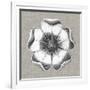 Neutral Rosette Detail VI-Vision Studio-Framed Art Print