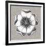 Neutral Rosette Detail VI-Vision Studio-Framed Art Print