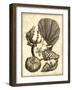 Neutral Shell and Coral Collection I-Vision Studio-Framed Art Print