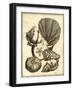 Neutral Shell and Coral Collection I-Vision Studio-Framed Art Print