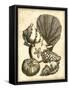 Neutral Shell and Coral Collection I-Vision Studio-Framed Stretched Canvas