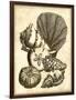 Neutral Shell and Coral Collection I-Vision Studio-Framed Art Print