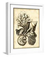 Neutral Shell and Coral Collection II-Vision Studio-Framed Art Print