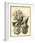 Neutral Shell and Coral Collection II-Vision Studio-Framed Art Print