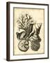 Neutral Shell and Coral Collection II-Vision Studio-Framed Art Print