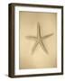 Neutral Shell I-Jairo Rodriguez-Framed Photographic Print