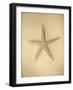 Neutral Shell I-Jairo Rodriguez-Framed Photographic Print