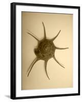 Neutral Shell II-Jairo Rodriguez-Framed Photographic Print