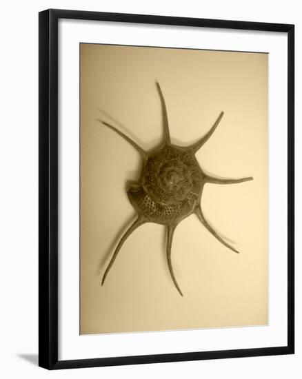 Neutral Shell II-Jairo Rodriguez-Framed Photographic Print