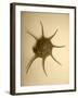 Neutral Shell II-Jairo Rodriguez-Framed Photographic Print