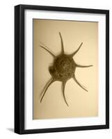 Neutral Shell II-Jairo Rodriguez-Framed Photographic Print