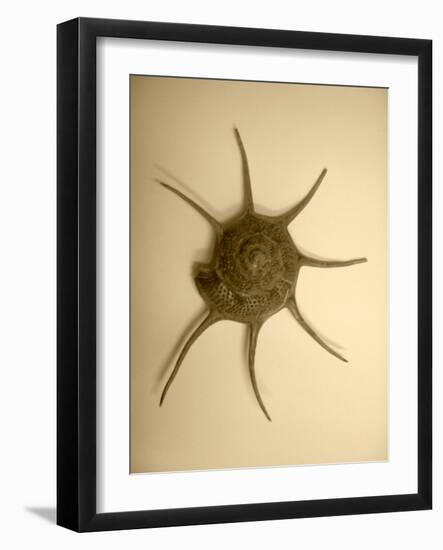 Neutral Shell II-Jairo Rodriguez-Framed Photographic Print