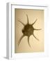 Neutral Shell II-Jairo Rodriguez-Framed Photographic Print