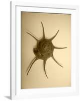 Neutral Shell II-Jairo Rodriguez-Framed Photographic Print