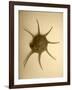 Neutral Shell II-Jairo Rodriguez-Framed Photographic Print