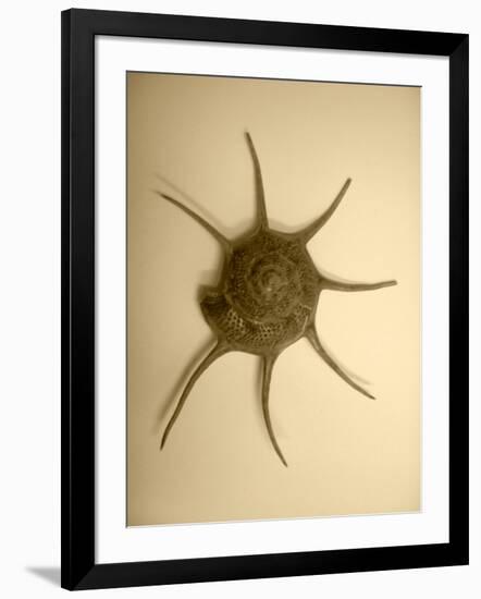 Neutral Shell II-Jairo Rodriguez-Framed Photographic Print