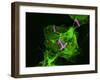 Neutrophil Cell Trapping Bacteria, SEM-Science Photo Library-Framed Photographic Print