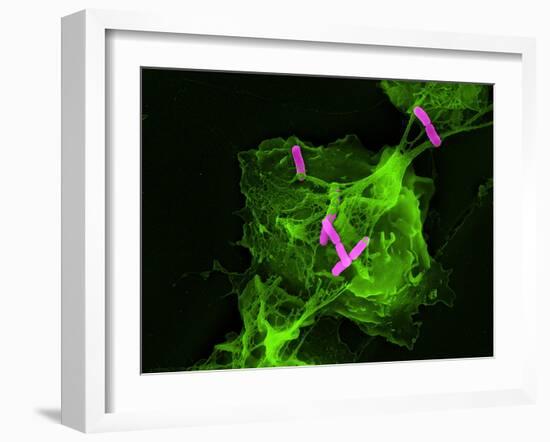 Neutrophil Cell Trapping Bacteria, SEM-Science Photo Library-Framed Photographic Print