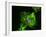 Neutrophil Cell Trapping Bacteria, SEM-Science Photo Library-Framed Photographic Print