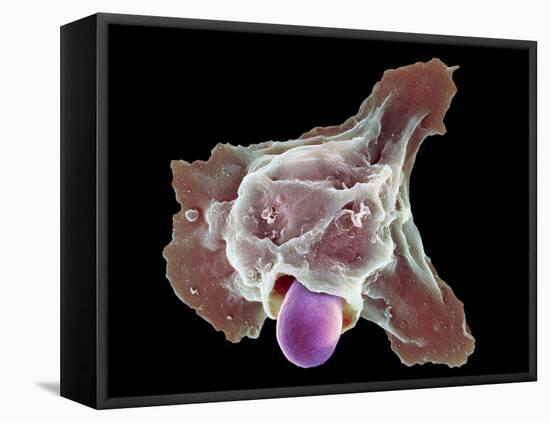 Neutrophil Engulfing Thrush Fungus, SEM-Science Photo Library-Framed Stretched Canvas