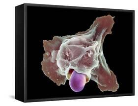 Neutrophil Engulfing Thrush Fungus, SEM-Science Photo Library-Framed Stretched Canvas