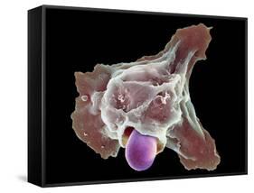 Neutrophil Engulfing Thrush Fungus, SEM-Science Photo Library-Framed Stretched Canvas