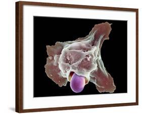 Neutrophil Engulfing Thrush Fungus, SEM-Science Photo Library-Framed Photographic Print