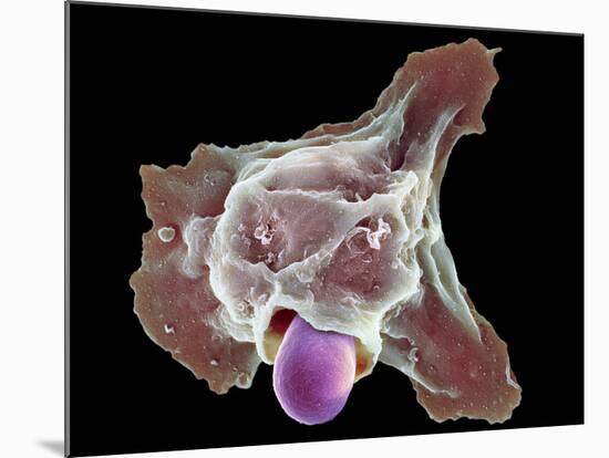 Neutrophil Engulfing Thrush Fungus, SEM-Science Photo Library-Mounted Photographic Print
