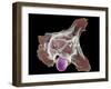 Neutrophil Engulfing Thrush Fungus, SEM-Science Photo Library-Framed Photographic Print