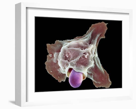 Neutrophil Engulfing Thrush Fungus, SEM-Science Photo Library-Framed Photographic Print