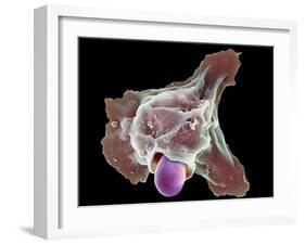 Neutrophil Engulfing Thrush Fungus, SEM-Science Photo Library-Framed Photographic Print