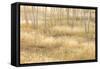Nevada, Great Basin National Park. Grassy Meadow and Aspen Trees in Autumn-Jaynes Gallery-Framed Stretched Canvas