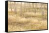 Nevada, Great Basin National Park. Grassy Meadow and Aspen Trees in Autumn-Jaynes Gallery-Framed Stretched Canvas