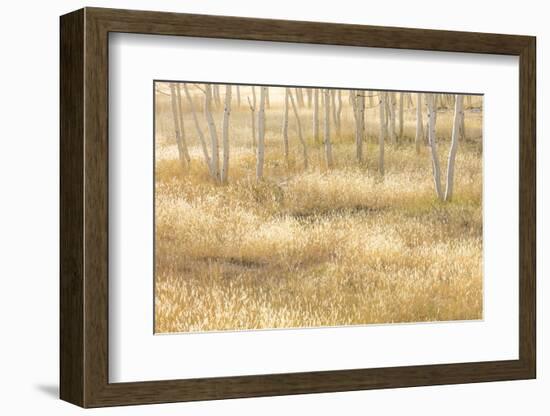 Nevada, Great Basin National Park. Grassy Meadow and Aspen Trees in Autumn-Jaynes Gallery-Framed Photographic Print