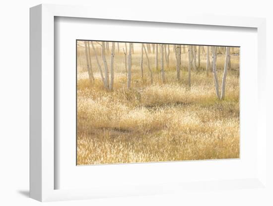 Nevada, Great Basin National Park. Grassy Meadow and Aspen Trees in Autumn-Jaynes Gallery-Framed Photographic Print