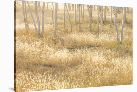 Nevada, Great Basin National Park. Grassy Meadow and Aspen Trees in Autumn-Jaynes Gallery-Stretched Canvas