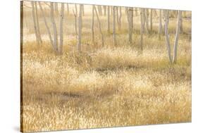 Nevada, Great Basin National Park. Grassy Meadow and Aspen Trees in Autumn-Jaynes Gallery-Stretched Canvas