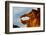 Nevada. Mesquite. Gold Butte National Monument, Little Finland Red Rock Sculptures, The Salmon Jaw-Bernard Friel-Framed Photographic Print