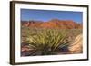 Nevada. Red Rock Canyon. Mojave Yucca Amidst the Desert Landscape-Brent Bergherm-Framed Photographic Print