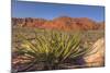 Nevada. Red Rock Canyon. Mojave Yucca Amidst the Desert Landscape-Brent Bergherm-Mounted Photographic Print