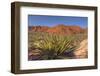 Nevada. Red Rock Canyon. Mojave Yucca Amidst the Desert Landscape-Brent Bergherm-Framed Photographic Print