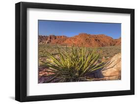 Nevada. Red Rock Canyon. Mojave Yucca Amidst the Desert Landscape-Brent Bergherm-Framed Photographic Print